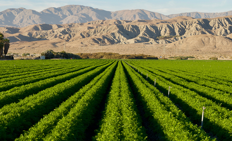 Imperial Valley Agricultural Land: A Comprehensive Analysis of Values