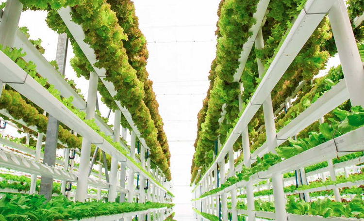 Urban Farming takes root in CRE