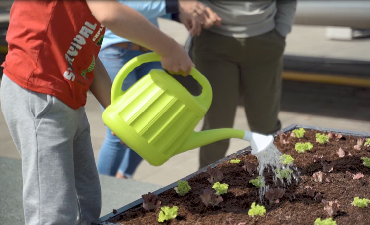 Plantando alfaces no fórum do castelo branco? Sim, é possível.
