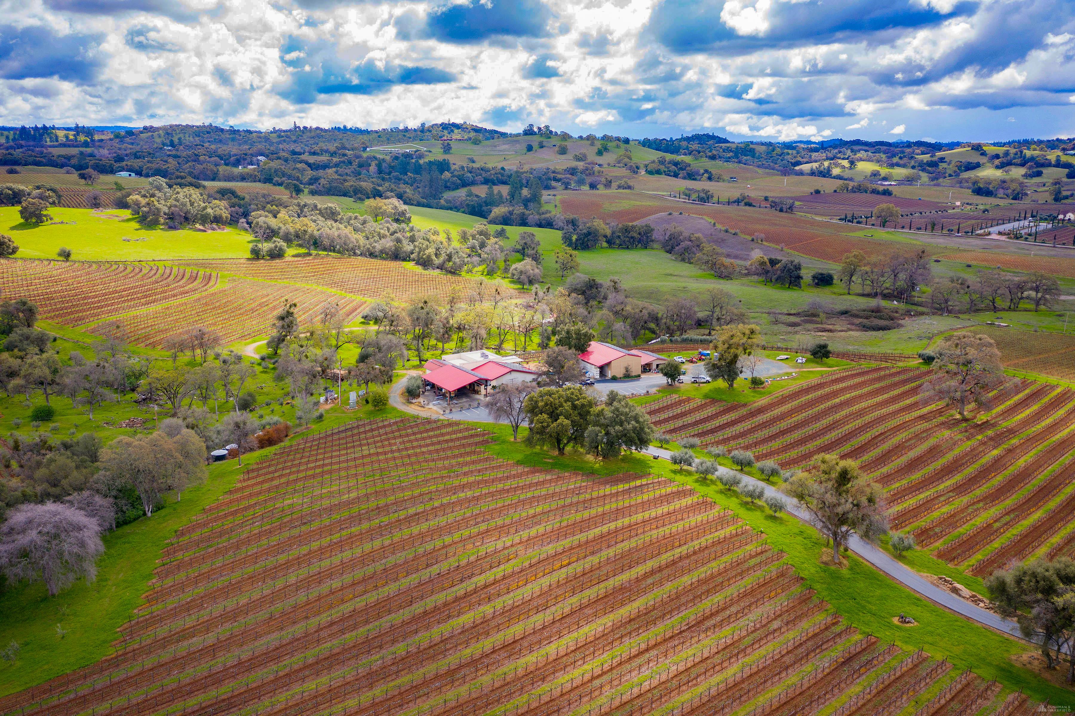 Bray Vineyards
